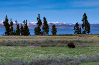 Yellowstone 2021